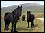 Ponies