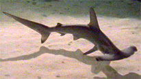 Hammerhead shark