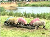 Henham Park sheep, Latitude Festival 2007