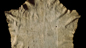 North American buckskin map