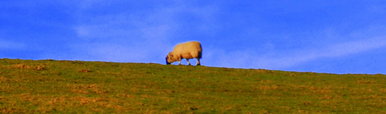 Sheep.