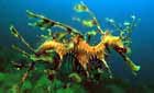 Leafy sea dragon