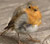Robin goch