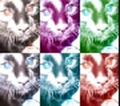 The Cat