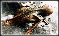 The Iceman was thought to be a 20th century climber when first found