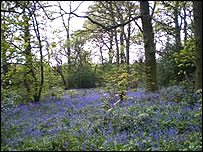 Bluebells in Chaddesden Wood