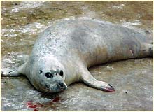 A sick seal.