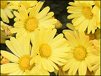 Chrysanthemums