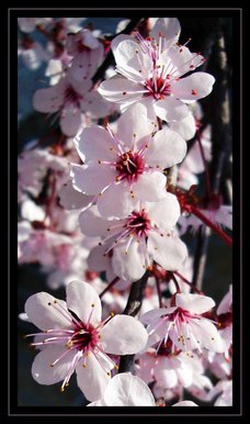 Gentle pink
