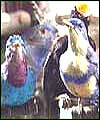 Stuffed birds from the squire's collection