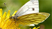 A green veined white butterfly by Ashley Cohen
