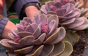 Echeveria