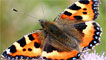 Small tortoiseshell by Bracken B