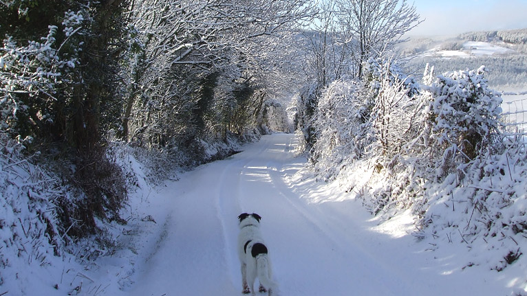 walking my dog above Maesteg by steve davies