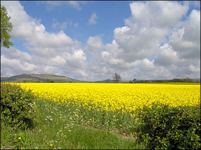 Great Ayton