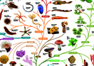 Tree of Life poster
