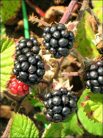 Brambles. M. Groves. Aspatria. 