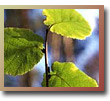 Hazel Leaves - Woodland Trust Picture Library
