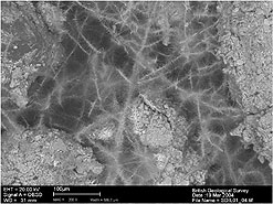 Soil carbon fixing in action ...