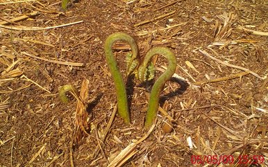The love plant or the plant that loves?