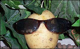 Potato in sunglasses