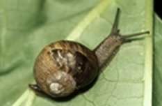 A common snail