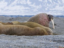 Walrus on Spitsbergen Island, in the Svalbard archipelago