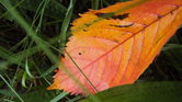 The Autumn Leaf...