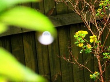 Flowers in the rain
