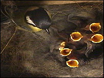 Great Tit feeding her young
