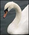 Swan
