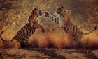 Natural World