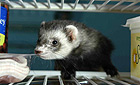 Kenny the Ferret raiding the fridge