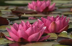 Water lily