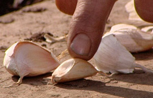 Garlic