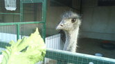 Ostrich
