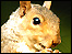 A squirrel