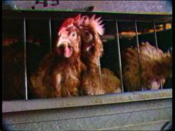 A battery hen. © BBC