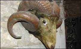 Ram's head