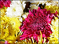 A mix of Chrysanthemums