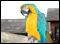 Bob the parrot.
