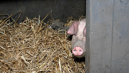One of the Coal House pigs