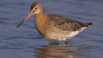 Black-tailed godwit