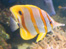 London Aquarium’s multi-million pound transformation into the Sea Life London Aquarium