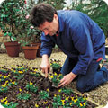Spring planting