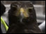 Hawk