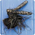 A rhizome
