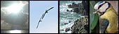 Nature Montage