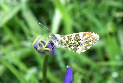 Butterfly