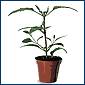 Pot ready